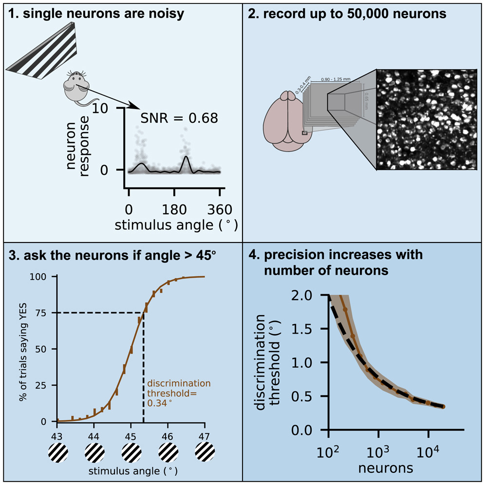 highly precise encoding of visual stimuli