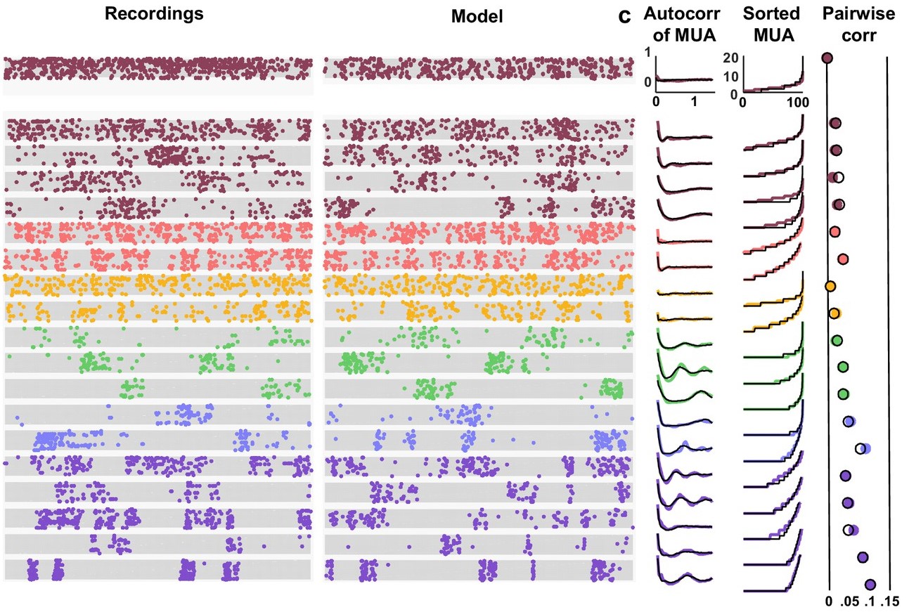 neuronal network simulations fit to neural population activity