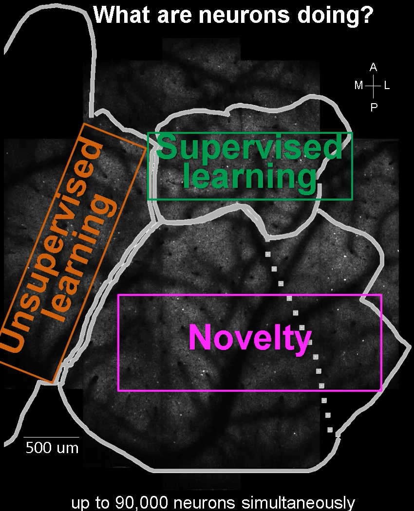 unsupervised and supervised learning